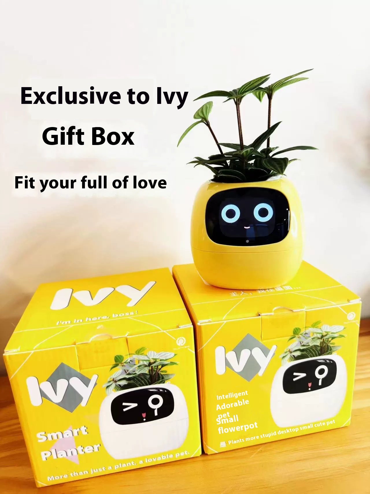 IVY: La complicité entre vous et vos plantes commence ici