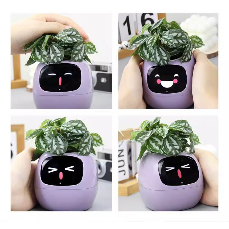 IVY: La complicité entre vous et vos plantes commence ici