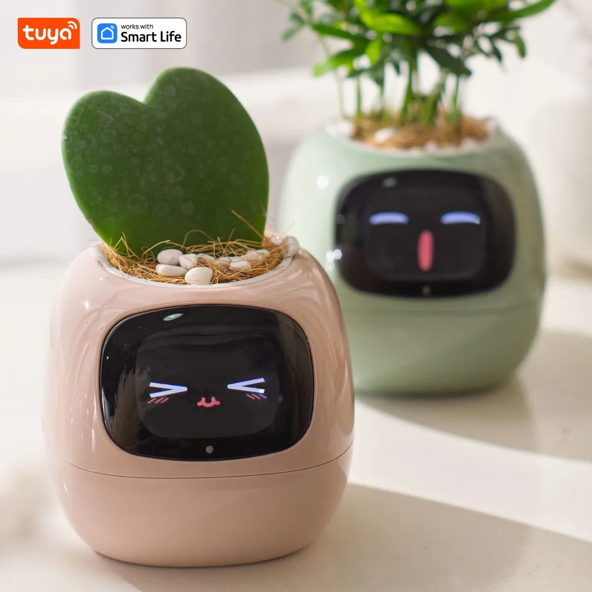 IVY: La complicité entre vous et vos plantes commence ici