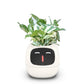 IVY: La complicité entre vous et vos plantes commence ici